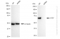 KD-Validated Anti-ATG7 Rabbit Monoclonal Antibody