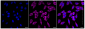 KD-Validated Anti-CLPX Rabbit Monoclonal Antibody