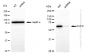 KD-Validated Anti-CLPX Rabbit Monoclonal Antibody