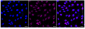 KD-Validated Anti-Dynamin 1 Rabbit Monoclonal Antibody