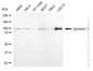 KD-Validated Anti-Dynamin 1 Rabbit Monoclonal Antibody