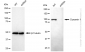 KD-Validated Anti-Dynamin 1 Rabbit Monoclonal Antibody