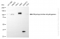 KD-Validated Anti-Dihydropyrimidine dehydrogenase Rabbit Monoclonal Antibody