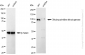 KD-Validated Anti-Dihydropyrimidine dehydrogenase Rabbit Monoclonal Antibody