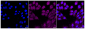 KD-Validated Anti-Frizzled class receptor 9 Rabbit Monoclonal Antibody