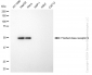 KD-Validated Anti-Frizzled class receptor 9 Rabbit Monoclonal Antibody
