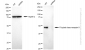 KD-Validated Anti-Frizzled class receptor 9 Rabbit Monoclonal Antibody