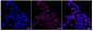 KD-Validated Anti-Growth Factor Receptor Bound Protein 7 Rabbit Monoclonal Antibody