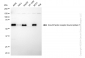 KD-Validated Anti-Growth Factor Receptor Bound Protein 7 Rabbit Monoclonal Antibody