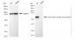 KD-Validated Anti-Growth Factor Receptor Bound Protein 7 Rabbit Monoclonal Antibody