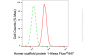 KD-Validated Anti-Homer scaffold protein 1 Rabbit Monoclonal Antibody
