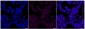 KD-Validated Anti-Homer scaffold protein 1 Rabbit Monoclonal Antibody