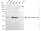 KD-Validated Anti-Homer scaffold protein 1 Rabbit Monoclonal Antibody