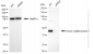 KD-Validated Anti-Homer scaffold protein 1 Rabbit Monoclonal Antibody