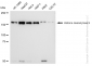 KD-Validated Anti-Histone deacetylase 9 Rabbit Monoclonal Antibody