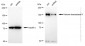 KD-Validated Anti-Histone deacetylase 9 Rabbit Monoclonal Antibody