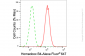 KD-Validated Anti-Homeobox B4 Rabbit Monoclonal Antibody