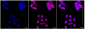KD-Validated Anti-Homeobox B4 Rabbit Monoclonal Antibody
