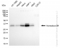 KD-Validated Anti-Homeobox B4 Rabbit Monoclonal Antibody