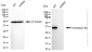 KD-Validated Anti-Homeobox B4 Rabbit Monoclonal Antibody