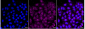 KD-Validated Anti-Insulin receptor Rabbit Monoclonal Antibody