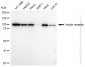 KD-Validated Anti-Insulin receptor Rabbit Monoclonal Antibody