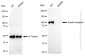 KD-Validated Anti-Insulin receptor Rabbit Monoclonal Antibody