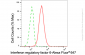 KD-Validated Anti-Interferon regulatory factor 6 Rabbit Monoclonal Antibody