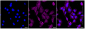KD-Validated Anti-Interferon regulatory factor 6 Rabbit Monoclonal Antibody