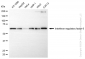 KD-Validated Anti-Interferon regulatory factor 6 Rabbit Monoclonal Antibody