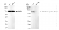 KD-Validated Anti-Interferon regulatory factor 6 Rabbit Monoclonal Antibody