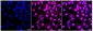 KD-Validated Anti-DNA PKcs Rabbit Monoclonal Antibody