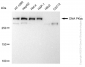 KD-Validated Anti-DNA PKcs Rabbit Monoclonal Antibody