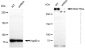KD-Validated Anti-DNA PKcs Rabbit Monoclonal Antibody