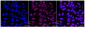 KD-Validated Anti-ITPK1 Rabbit Monoclonal Antibody