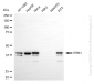 KD-Validated Anti-ITPK1 Rabbit Monoclonal Antibody