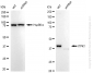 KD-Validated Anti-ITPK1 Rabbit Monoclonal Antibody