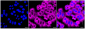 KD-Validated Anti-Kinesin light chain 1 Rabbit Monoclonal Antibody