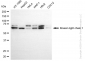 KD-Validated Anti-Kinesin light chain 1 Rabbit Monoclonal Antibody