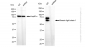 KD-Validated Anti-Kinesin light chain 1 Rabbit Monoclonal Antibody