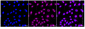 KD-Validated Anti-GTF2F2 Rabbit Monoclonal Antibody