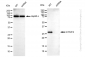 KD-Validated Anti-GTF2F2 Rabbit Monoclonal Antibody