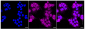 KD-Validated Anti-MERTK Rabbit Monoclonal Antibody