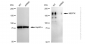 KD-Validated Anti-MERTK Rabbit Monoclonal Antibody