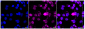 KD-Validated Anti-Phospho-DNA PKcs (S2056) Rabbit Monoclonal Antibody