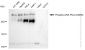 KD-Validated Anti-Phospho-DNA PKcs (S2056) Rabbit Monoclonal Antibody