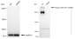 KD-Validated Anti-Phospho-DNA PKcs (S2056) Rabbit Monoclonal Antibody