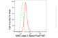 KD-Validated Anti-MHC class 1 Rabbit Monoclonal Antibody