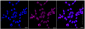 KD-Validated Anti-MHC class 1 Rabbit Monoclonal Antibody