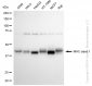 KD-Validated Anti-MHC class 1 Rabbit Monoclonal Antibody